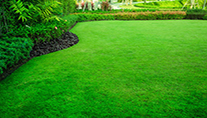 Lawn